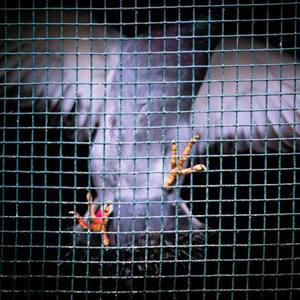 拍击 青少年 业余 打板子
