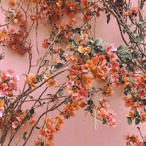 拍击 青少年 业余 打板子
